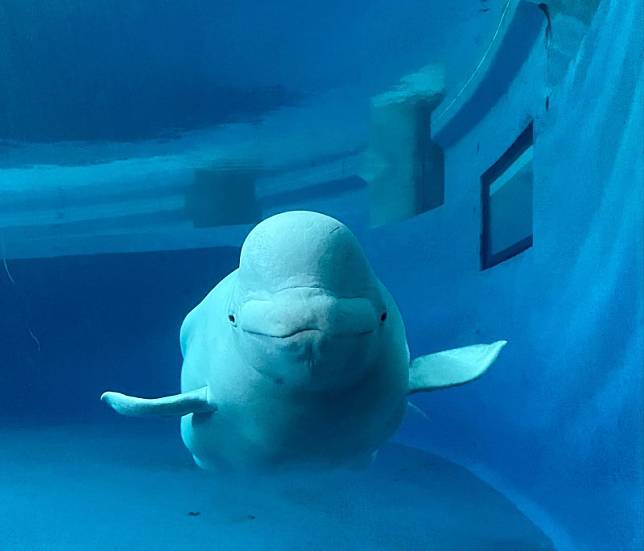 ▲圖片來源：屏東國立海洋生物博物館