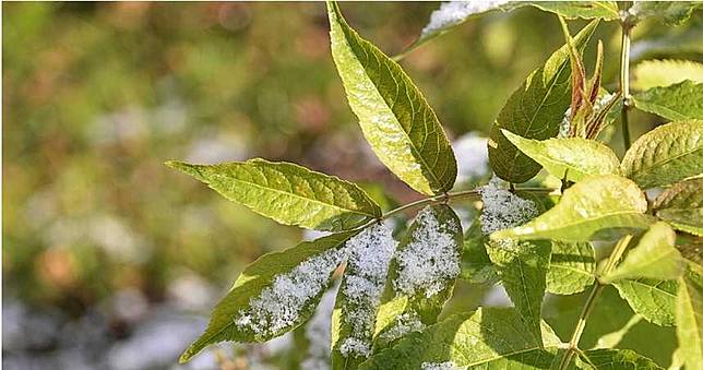 鋒面到！明低溫下探13度　這2天可能下雪