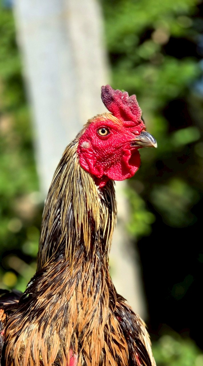 ไก่หนุ่มคัดผ่าน