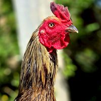 ไก่หนุ่มคัดผ่าน