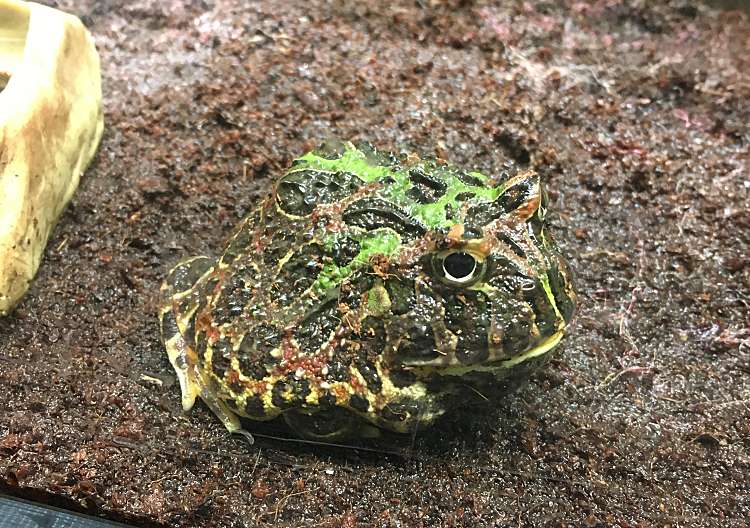 口コミの詳細 サンシャイン水族館 東池袋 水族館 アクアリウム By Line Place