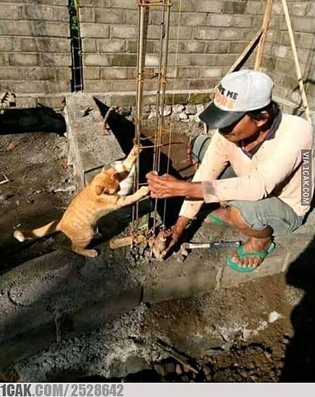 Momen Kucing Ganggu Orang yang Sedang Bekerja ini Bikin Senyum-senyum Sendiri