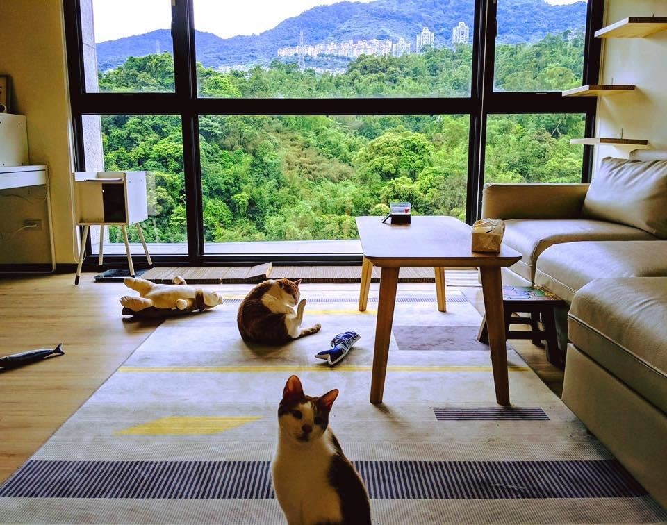 新後宮有更寬敞的平面空間，讓貓咪們生活的可以更自在！