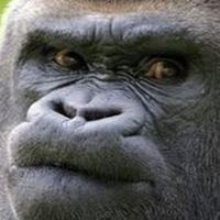 BGF