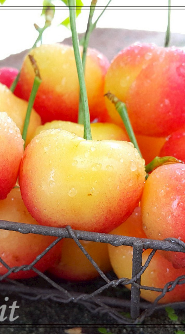 鮮瑩水果群組－總公司