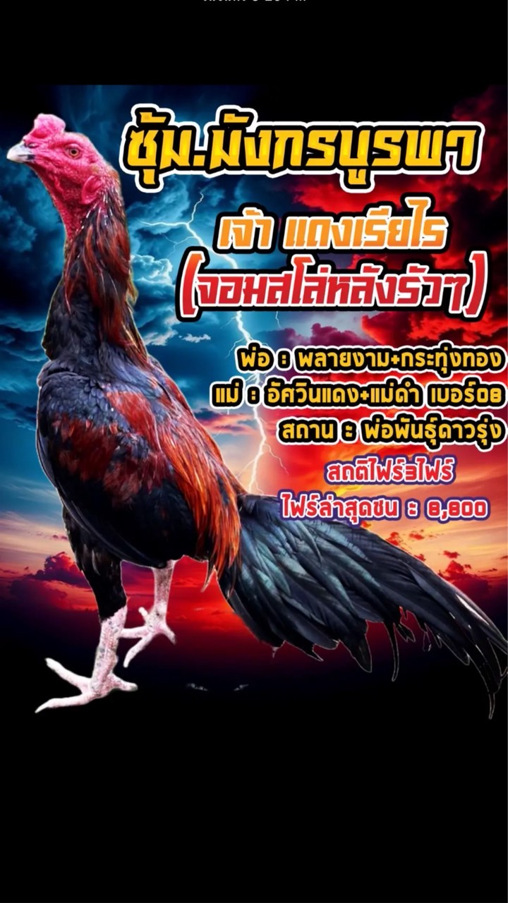 มังกรบูรพา🐉