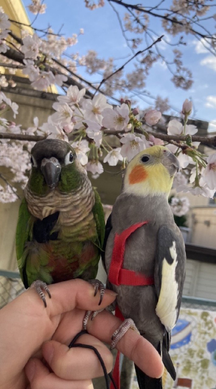 🦜鳥カフェみんなで楽しく鳥オプチャ雑談OK❗🦜のオープンチャット