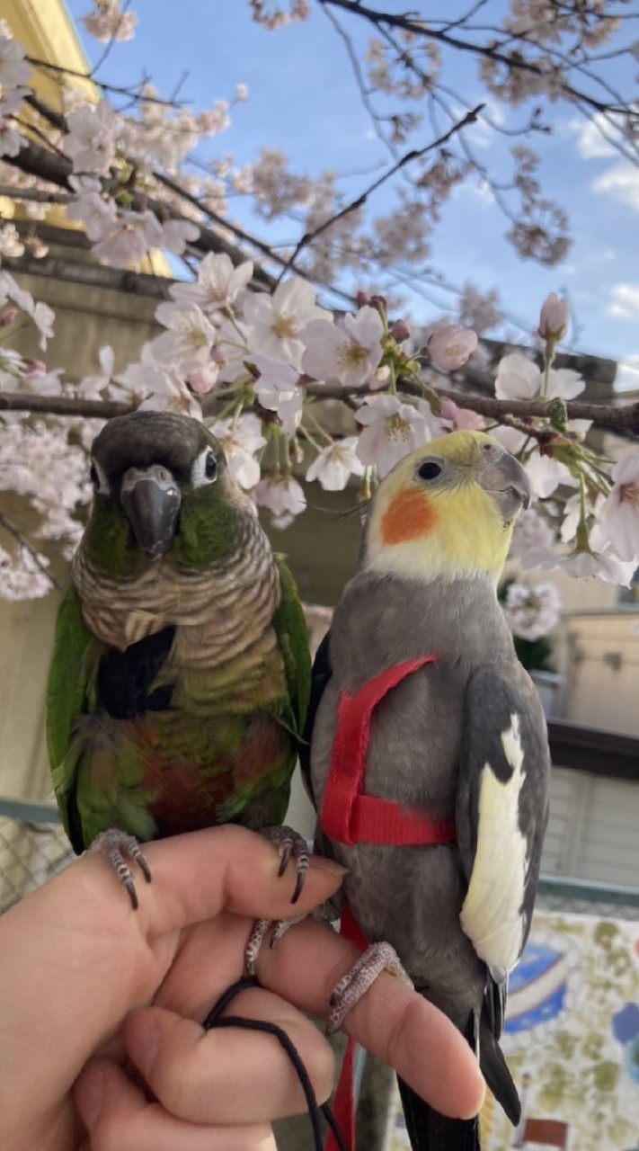 Bird Coffee☕　鳥のとまり木のオープンチャット