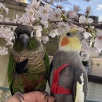🏮🦜居酒屋インコ🦜🏮(楽しく鳥と自然オプチャ雑談OKメインは雑談だな🍺)