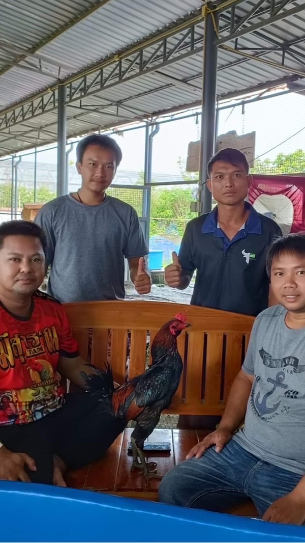 ฟาร์มบ้านไร่เพรชภูเขียวไก่ชนสายเลือดสมีสุวรรณ