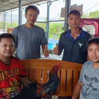 ฟาร์มบ้านไร่เพรชภูเขียวไก่ชนสายเลือดสมีสุวรรณ
