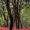 埼玉県のドライブ好きな人、美味しい物好きな人集まってください。