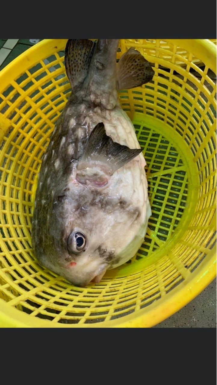 蚵仔寮漁市場60號聰明魚🐟🐟🐟(全家隔壁❤️）
