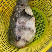 蚵仔寮漁市場60號聰明魚🐟🐟🐟(全家隔壁❤️）