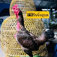 TTKรันนิ่งอุบล