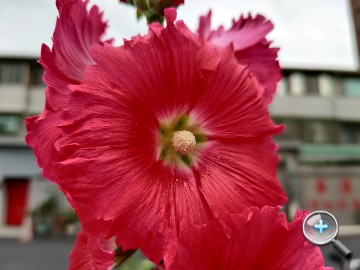 IMG20200319124331.jpg IMG20200319124331.jpg