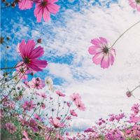 🌈関西・50以上🌈🍀🌻飲み会🍻ランチ🌸🌻阪神間〜西の仲間募集〜💞