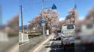 網友鏡頭下的超現實「櫻吹雪」情境