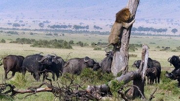 這下糗大了！獅子打不過水牛 被追到抱樹幹求生