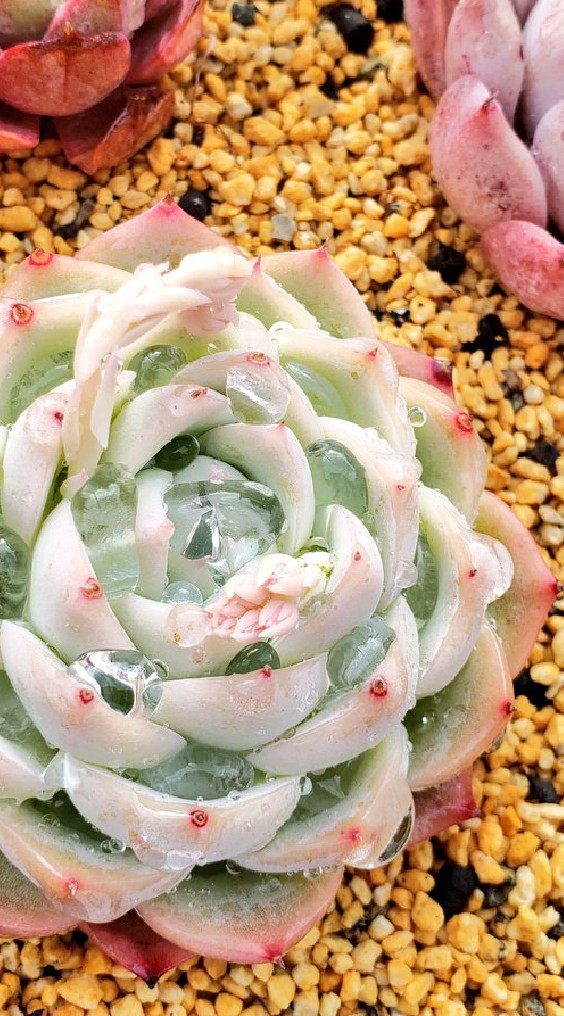 お肉中毒✧︎ 色々な多肉植物‎ܾ ܾ 𖥧𓇣𖦥𖥧𖥣