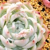 お肉中毒✧︎ 色々な多肉植物‎ܾ ܾ 𖥧𓇣𖦥𖥧𖥣