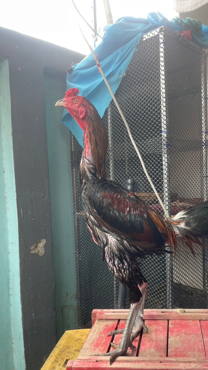 พรบุญชูฟาร์ม แหล่งพัฒนาสายพันธ์ุไก่ชนเงินล้าน