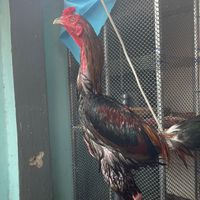 พรบุญชูฟาร์ม แหล่งพัฒนาสายพันธ์ุไก่ชนเงินล้าน