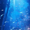 *.+ﾟ   ﾎﾖﾊﾞ 緩緩なり  .ᐟ.ᐟ