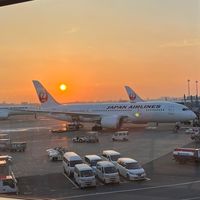 JAL内定者 2025年度
