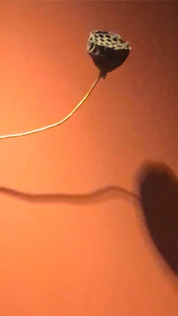 Milu米露生活芳療&證照分享群