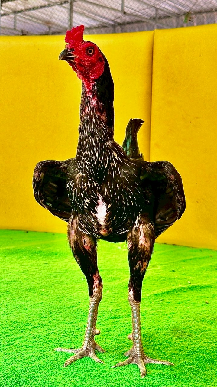 ป.ปณิธิฟาร์ม กลุ่มหลัก V1