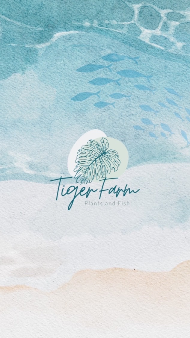 Tiger Farm ปลาทอง