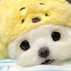 傻子の傳說對決