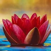 持明蓮花顱鬘力（蓮師及佛法討論群）