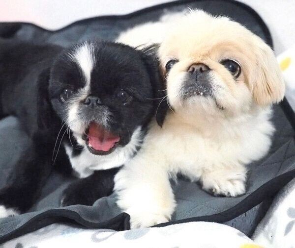 可愛い圧がすごい 腹ペコギャング たち