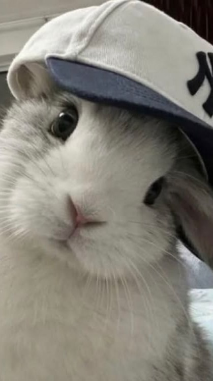 ♡𓈒 pumm follows By santerx 🐰