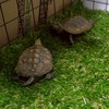 亀好きの部屋