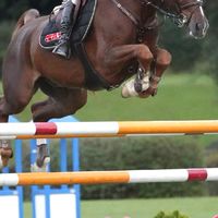 JapanOpen2026年度&TSUMAGOI DRESSAGE 【選手・関係者用】
