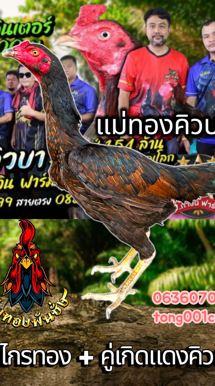 ซุ้ม ทองพันชั่ง (เชียงใหม่)