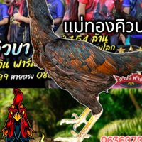 ซุ้ม ทองพันชั่ง (เชียงใหม่)