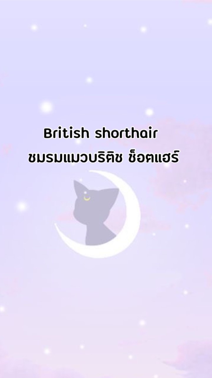 British shorthair (ชมรมแมวบริติช ช็อตแฮร์) Thailand