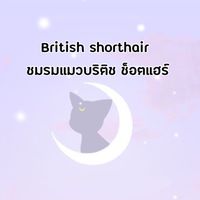 British shorthair (ชมรมแมวบริติช ช็อตแฮร์) Thailand