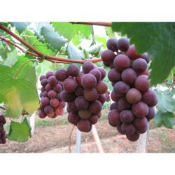 ◎卓蘭的葡萄色澤美-呈現紫黑色每顆果實經水洗後還會發亮br第二果實硬度佳--葡萄硬度好吃起來入口後一顆一顆有咬勁br第三果實果粉佳--果粉濃厚、果實上常會披附著一層粉白的美麗果粉，果粉越多果實的甜度越