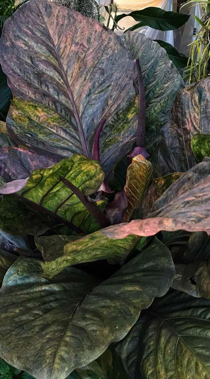 ส่งออกโชคเก้าชั้น Siam Anthuriums