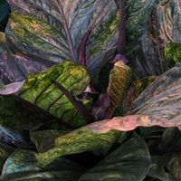ส่งออกโชคเก้าชั้น Siam Anthuriums