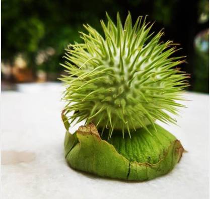 instagram/sheikhjelani