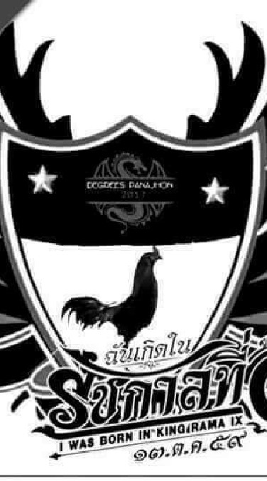 ไก่ชนก๋อยง่อนสายกัด อั๋นลำพูน
