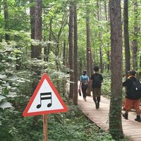 此生必去💚FUJI ROCK富士搖滾音樂節
