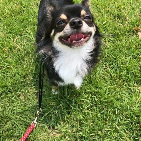 気づけなかった愛犬の病気体験談