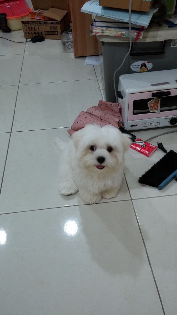 Bebe同好會